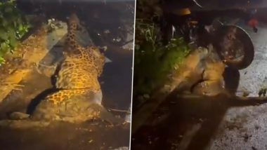Leopard Injured: বাইকের ধাক্কায় গুরুতর জখম চিতাবাঘ, দেখুন ভাইরাল ভিডিও