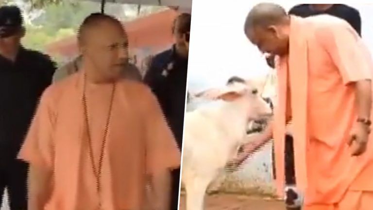 CM Yogi Adityanath Video Before Counting: ভোট গণনার আগে গোরক্ষনাথ মন্দিরে গরুদের রুটি খাওয়ালেন উত্তরপ্রদেশের মুখ্যমন্ত্রী যোগী আদিত্যনাথ