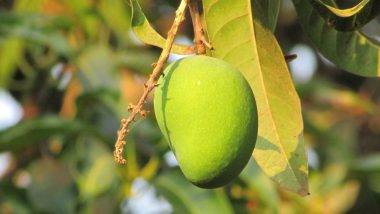 Aam Panna: গরমের দিনে শরীরকে আরাম দেয় এই গ্রীষ্মকালীন পানীয়, সহজ উপায়ে ঘরেই তৈরি করুন আম পান্না...