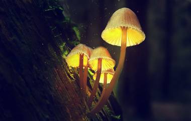 Glowing Mushrooms in Kerala Discovered: কেরলের জঙ্গলে বিরল আবিষ্কার! রাতের অন্ধকারে এই মাশরুম থেকে আলো জ্বলে 