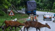 Assam Floods: অসমে বাড়ছে বন্যার পরিধি, ভেসে যাচ্ছে পশু, বন কর্মীদের উদ্যোগে উদ্ধার ২৪
