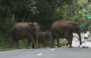 Kerala: কান্নুরে বুনো হাতির হামলায় মৃত্যু হল এক আদিবাসী দম্পতির, মৃতদেহ ঘিরে প্রতিবাদ এলাকাবাসীর