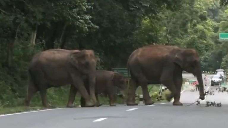 Elephant Attack: ফের বন্য হাতির হামলায় ওয়ানাডে ২৭ বছর বয়সী যুবকের মৃত্যু, দেড় মাসে ৭ জন নিহত