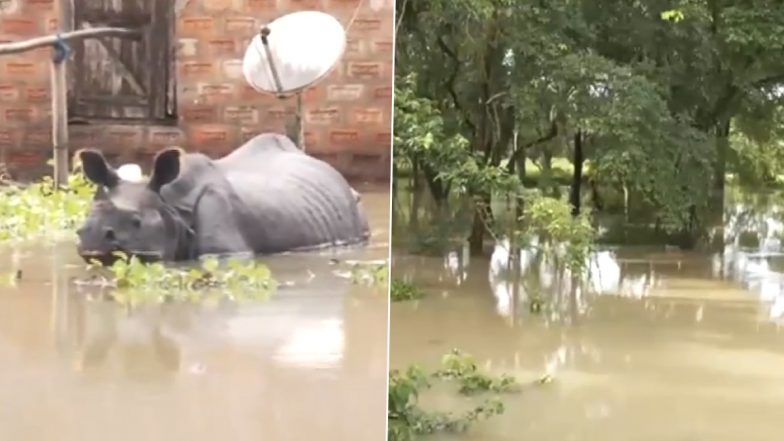 Kaziranga National Park Flooded Video: ব্রক্ষ্মপুত্রের জলে বন্যায় ভাসছে কাজিরাঙা, অসহায় পশুপাখিদের অবস্থা দেখুন