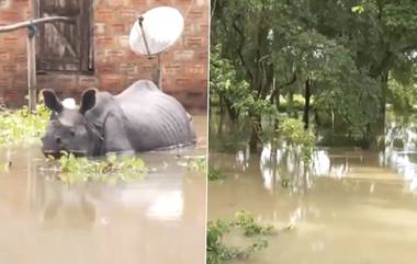 Assam Flood: জলমগ্ন কাজিরাঙা জাতীয় উদ্যান, জলে ভেসে বেড়াচ্ছে গন্ডার, জাতীয় সড়ে চলে এসেছে প্রাণীরা