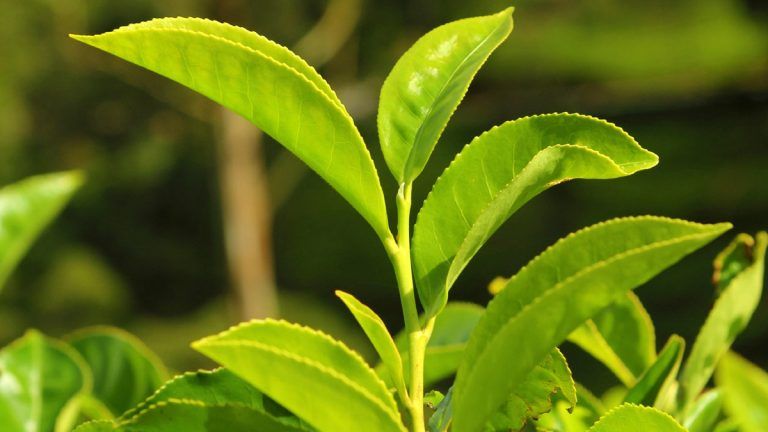 Tea Prices Hike: গতবারের তুলনায় উত্তরবঙ্গে বাড়ল দ্বিতীয় ফ্লাশ এর চা পাতার দাম, জানাল কলকাতা চা পর্ষদ